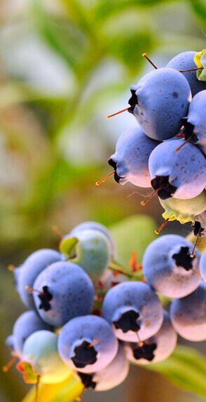 莊園擁有達32種美味特產